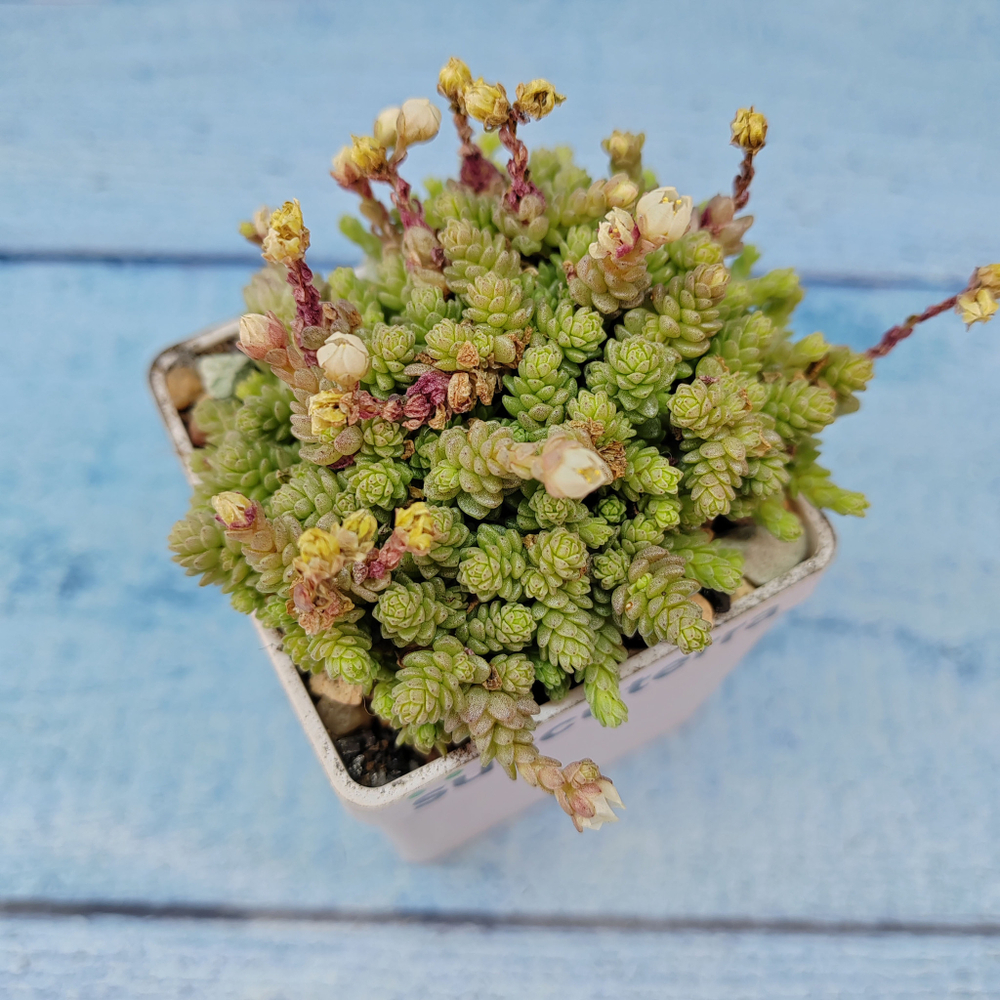 Sedum compactum (Седум)