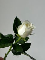 Роза белая (60 см) АКЦИЯ