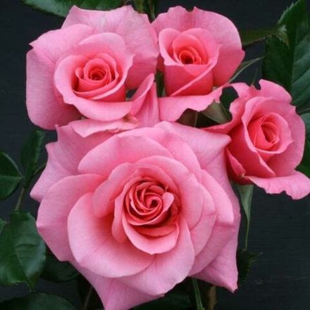 Энн Бирнхак (Anne Birnhak)