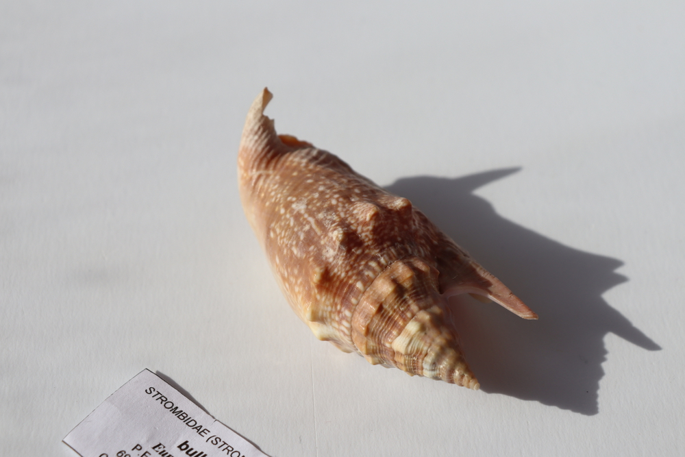 Ракушка Стромбус булла (Euprotomus bulla)