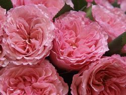 Майра Пинк (Mayra Pink)