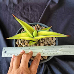 Сансевиерия POWELLII VAR