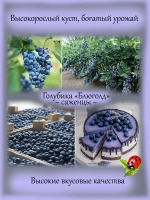 Голубика Блюголд высокорослая