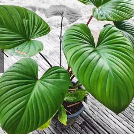 Хомаломена RED MOON