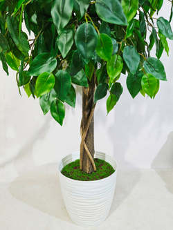 Фикус шар зеленый 140см в кашпо