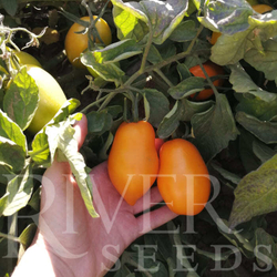 Томат Тейсти Голд F1 (50шт) Витагрин Профи