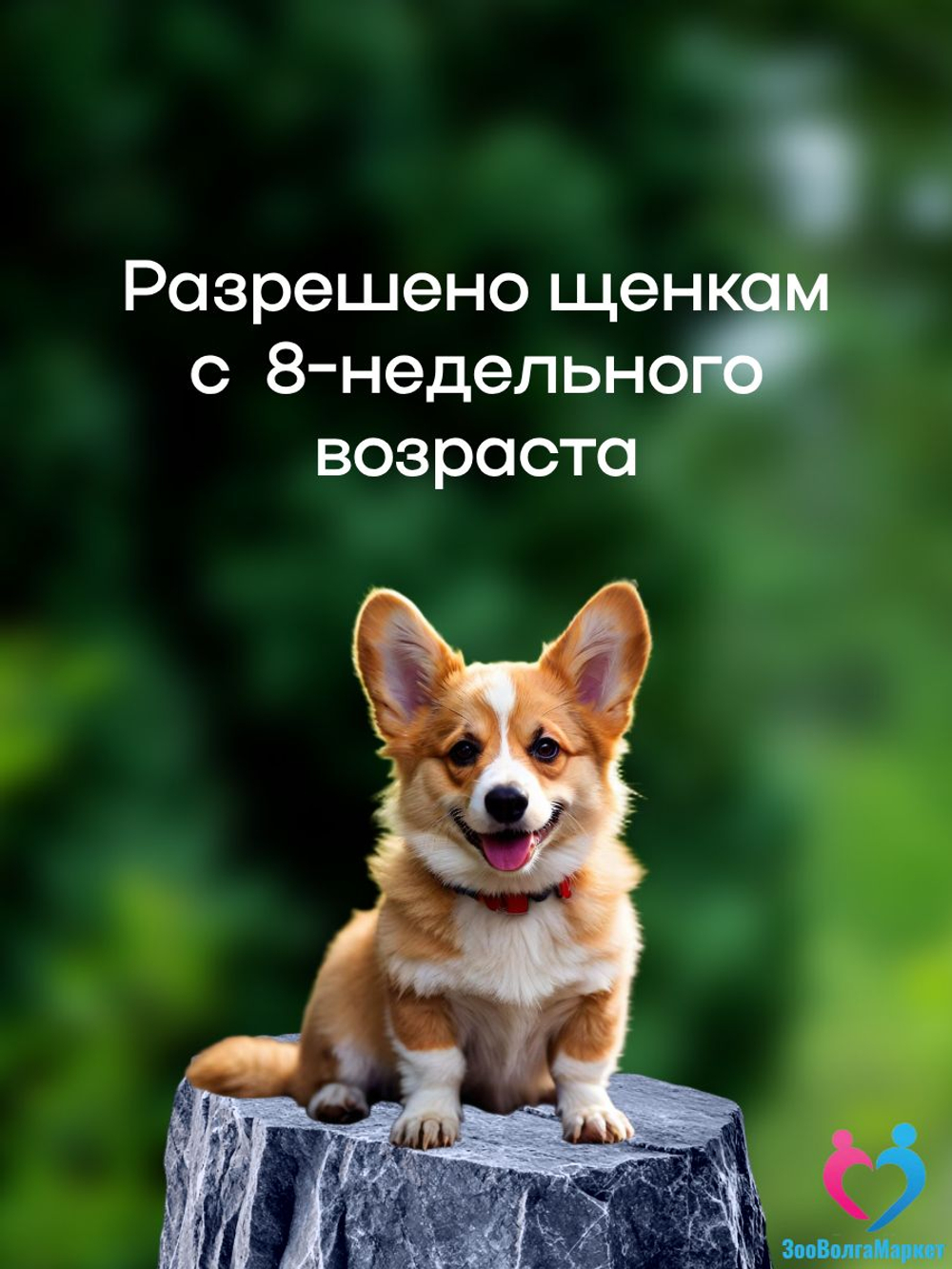 Рабектра 500 мг жевательная таблетка против блох и клещей для собак весом 10-20 кг, 1 таблетка