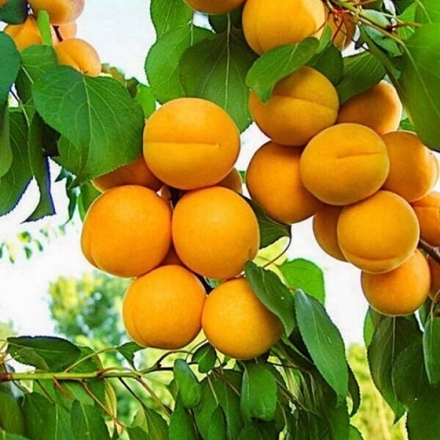 Абрикос среднеспелый Медовый