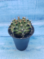 Gymnocalycium T-Rex Pink hybride (Гимнокалициум T-rex)