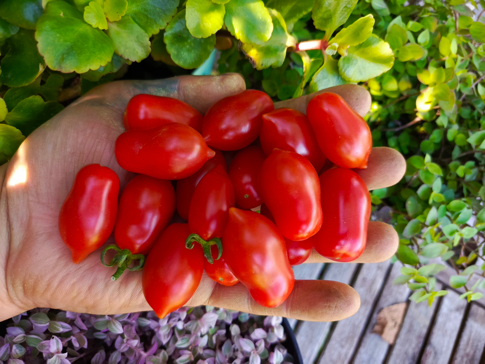 Даттерини красный (Datterini red) сорт томата