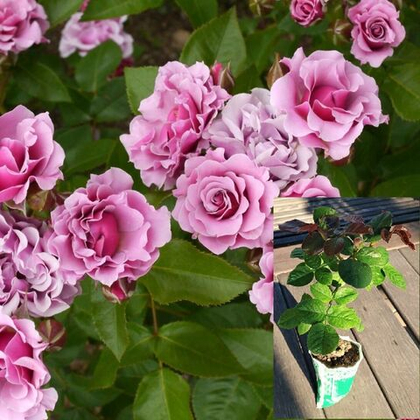 Роза флорибунда Санта Барбара саженец с ЗКС.