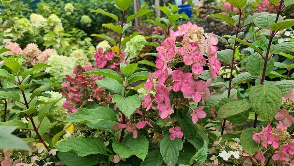 Меджикал Файер «Magical Fire» С2 - С2.5