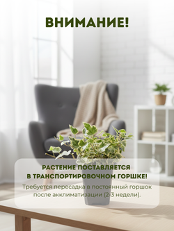 Хедера непальская д.9