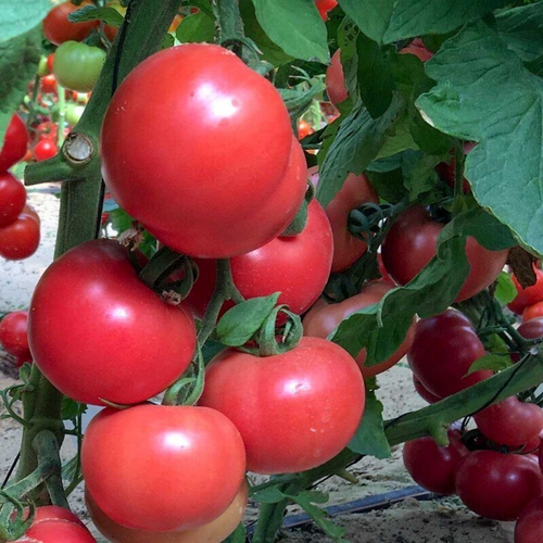 Томат Котито F1