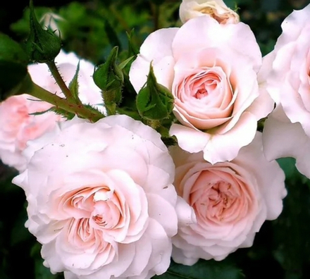 Роза Лариса (Larissa)