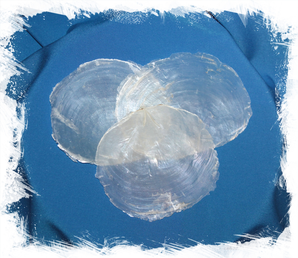 Плацента, 7-10см, 1шт