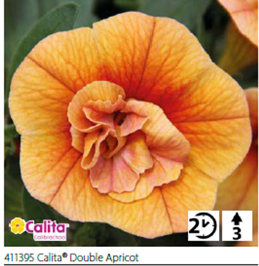 ЕВРО Калибрахоа Calita double apricot укорененный черенок ОКС февраль 26 Volmary