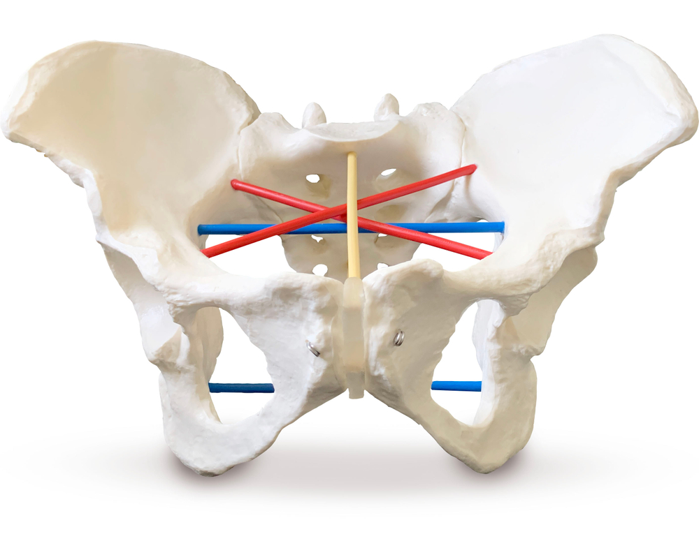 Тренажер женского таза для пельвиометрии