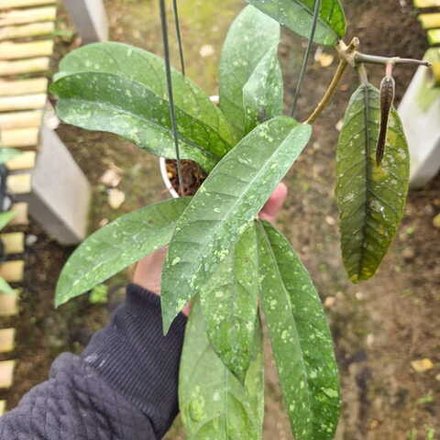 Хойя SP ACEH BUR SENUBUNG