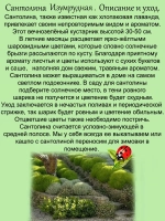 Сантолина Изумрудная вечнозелёная