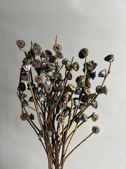 Плоды эвкалипта натуральные