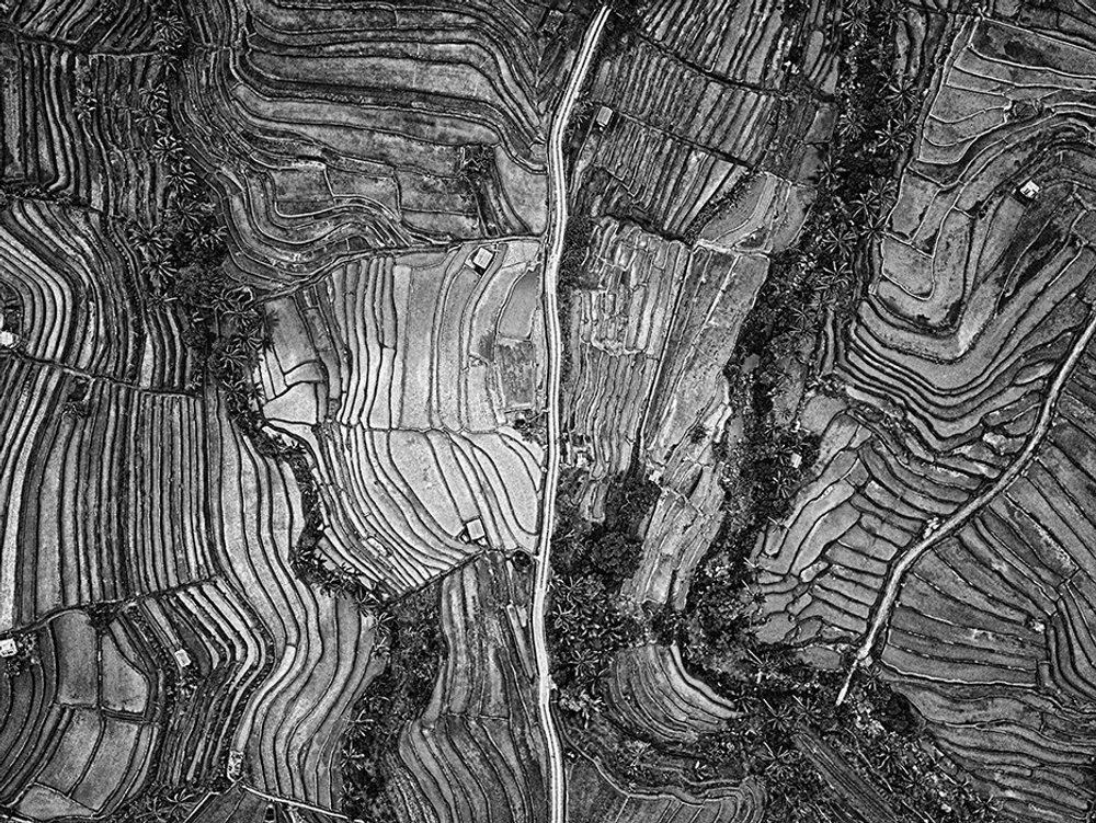 Дизайнерские обои Wall Street Bird see