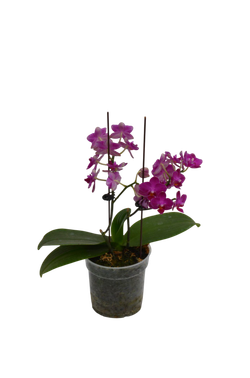 Фаленопсис д.9