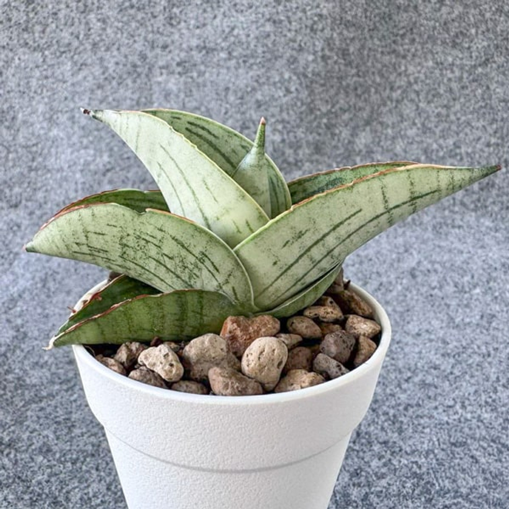 Сансевиерия HOBBIT