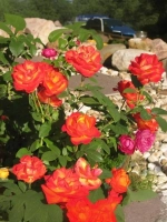 Роза плетистая Темпи Модерни