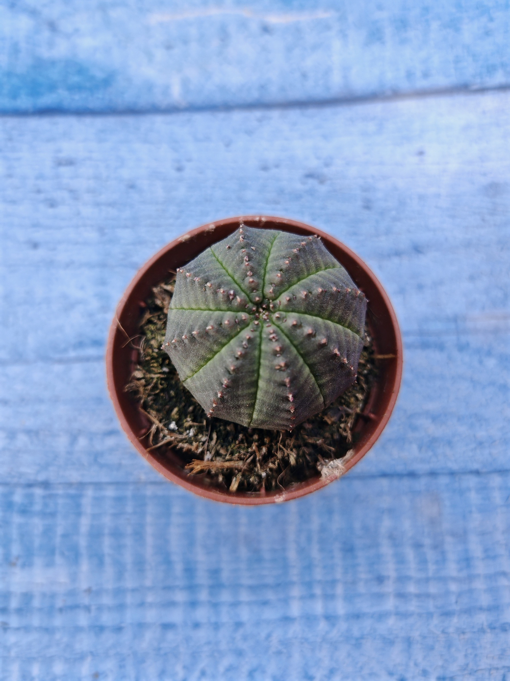 Euphorbia Obesa (Эуфорбия)