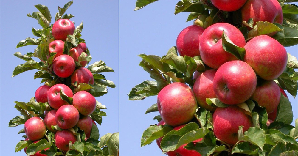 Саженец яблони колоновидной «Васюган» (Суперзимостойкая)