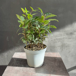 Лавр благородный (Laurus nobilis)