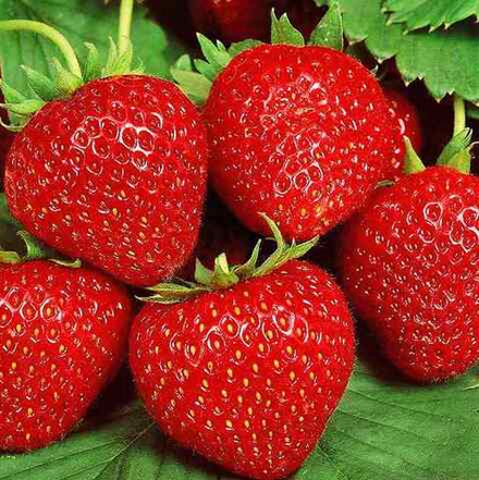 Земляника Гармония ремонтантная
