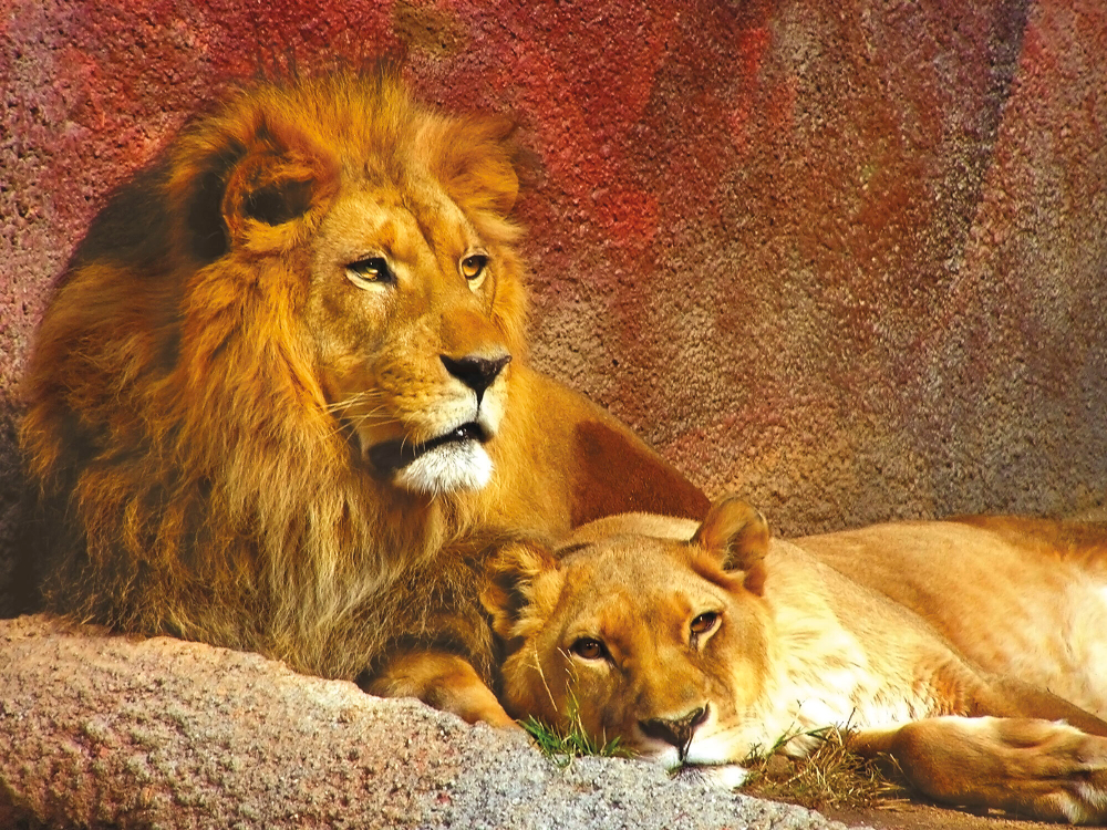 Коллекция Животные