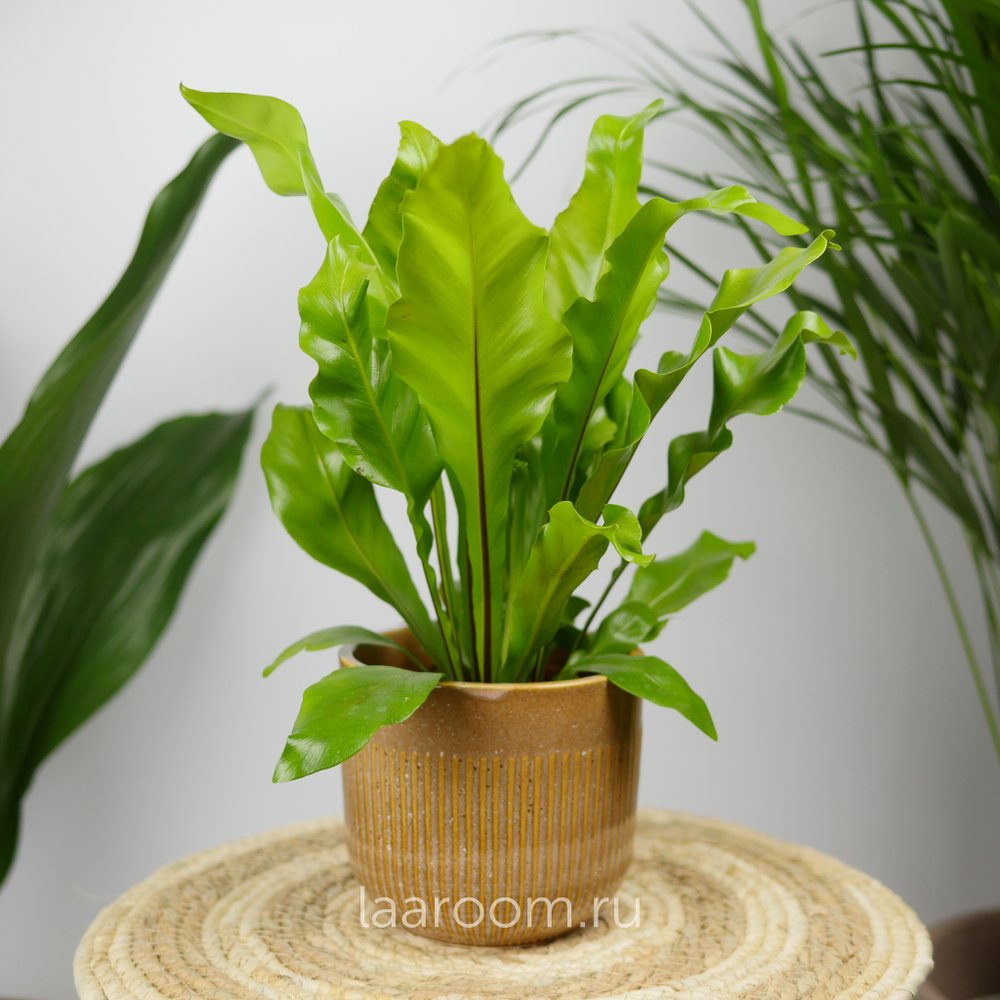 Асплениум Антикум 12/25