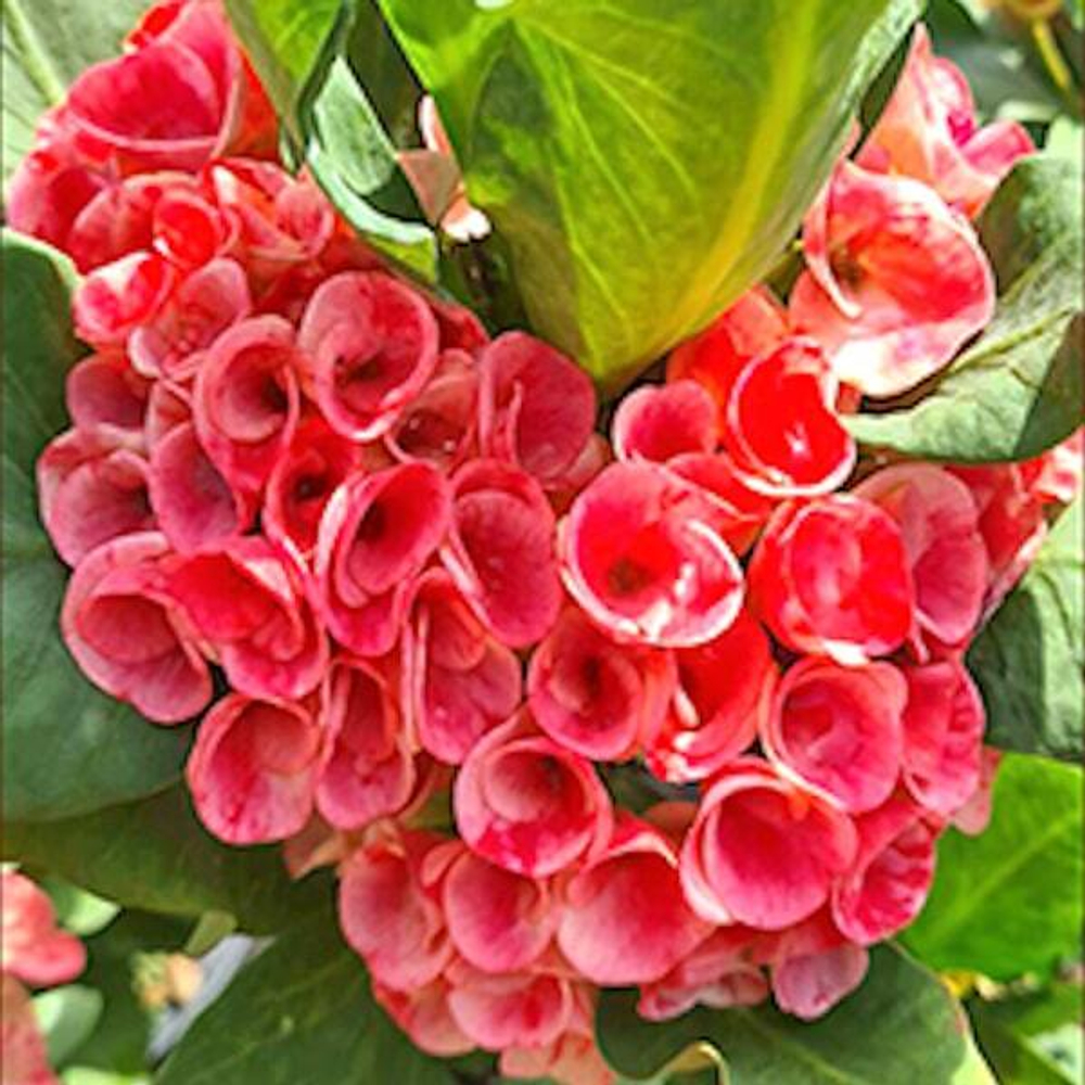 Эуфорбия Миля LUCKY ROSE