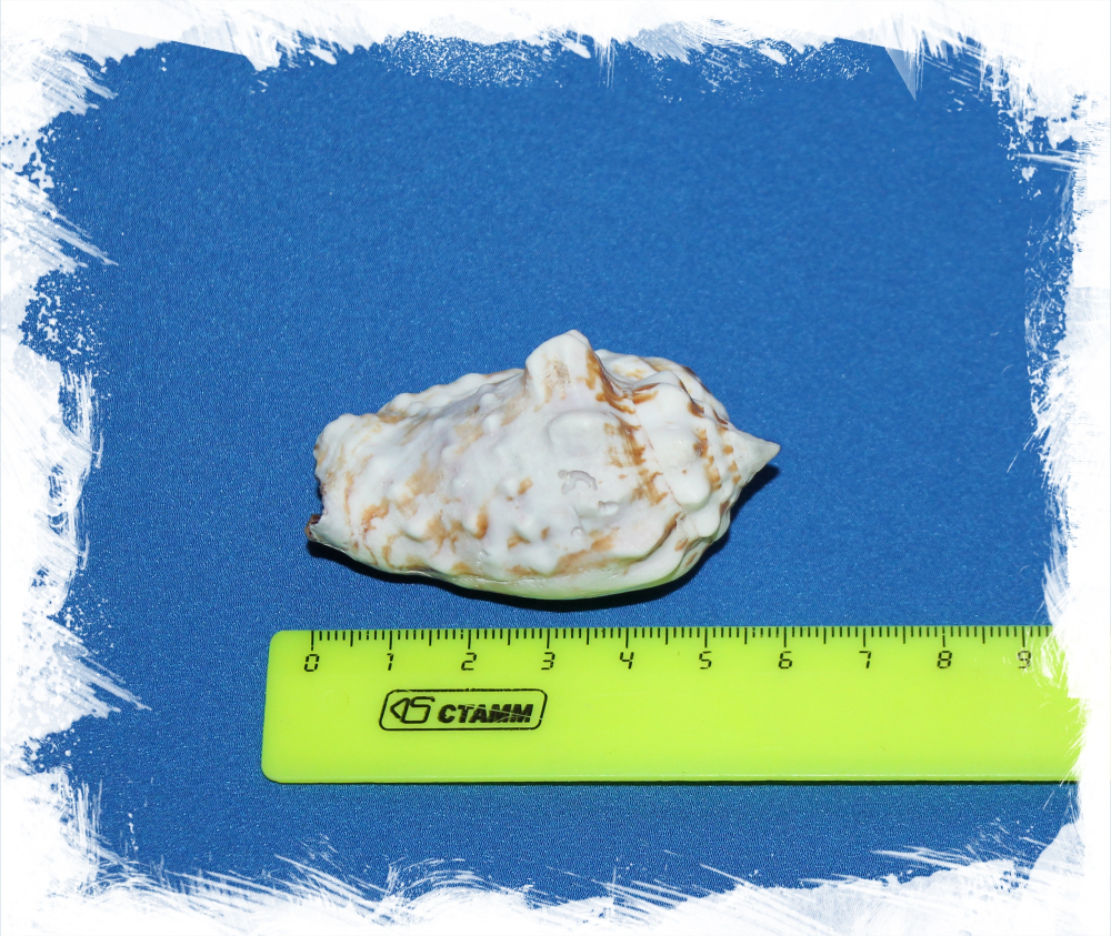 Стромбус Пипус, 6-7см, 1шт