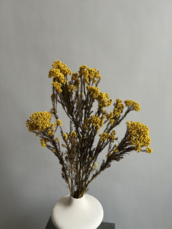 Озотамнус стабилизированный желтый