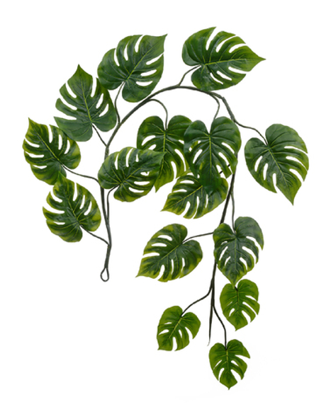 Монстера лиана