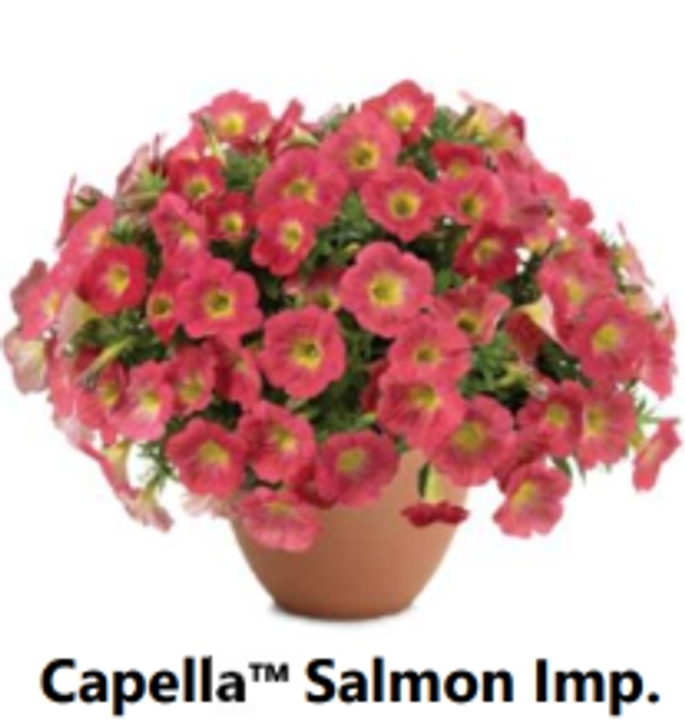 ЕВРО Петуния CAPELLA Salmon Imp. ЕВРО укорененный черенок СЕРЕДИНА НОЯБРЯ поставка 1