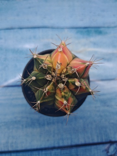 Gymnocalycium Variegata (Гимнокалициум Вариегатный)