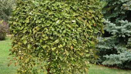 Ива козья (кора)