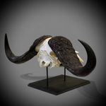 Череп африканского буйвола