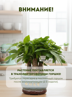 Пахира Five Blessings керамический