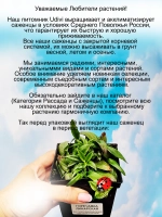 Горечавка Динарская