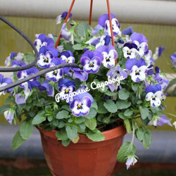 Виола ампельная