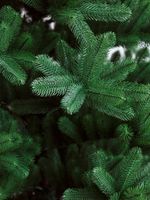 Большая елка «Клеопатра Люкс» GT (Литая хвоя) 5 м