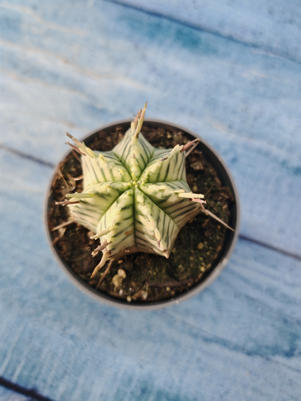 Euphorbia meloformis f. Variegated (Эуфорбия вариегатная)