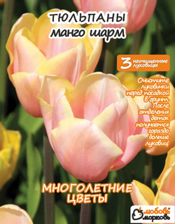 Тюльпан Луковица, Манго Шарм, 3+шт