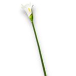 Калла белая